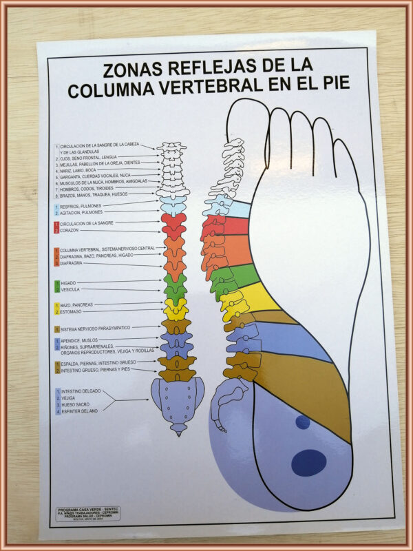 Zonas reflejas de la columna vertebral en el pie
